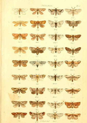 Reproducción/Reproduction 6055588437: Index entomologicus London :William Wood,1839