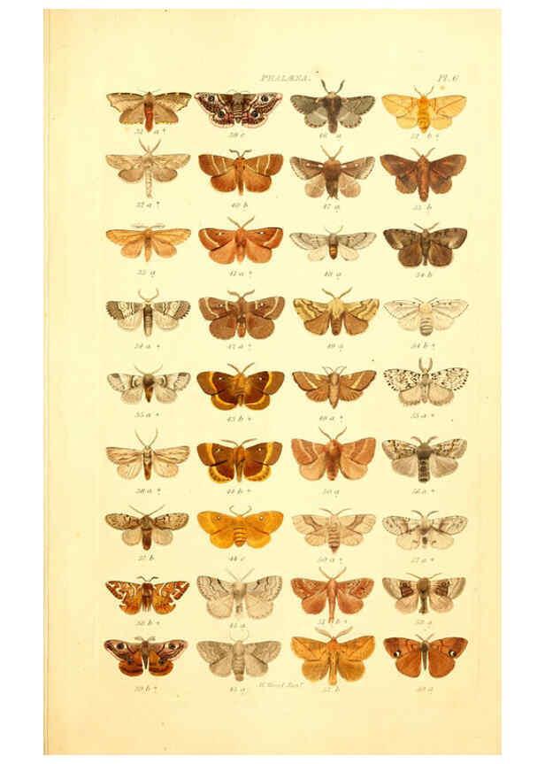 Reproducción/Reproduction 6056134986: Index entomologicus London :William Wood,1839
