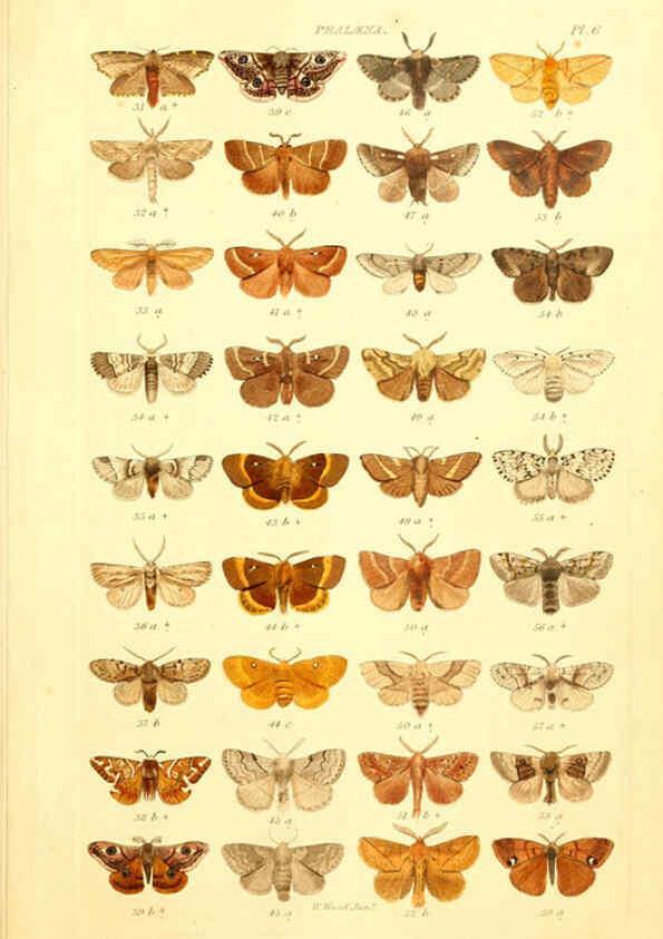 Reproducción/Reproduction 6056134986: Index entomologicus London :William Wood,1839