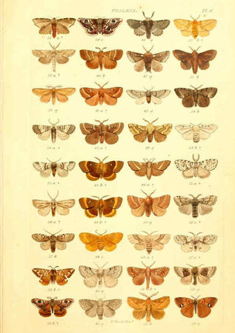 Reproducción/Reproduction 6056134986: Index entomologicus London :William Wood,1839