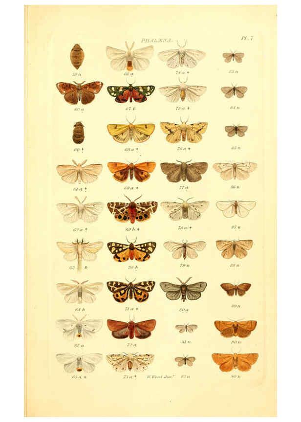 Reproducción/Reproduction 6055588915: Index entomologicus London :William Wood,1839