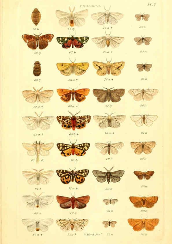 Reproducción/Reproduction 6055588915: Index entomologicus London :William Wood,1839