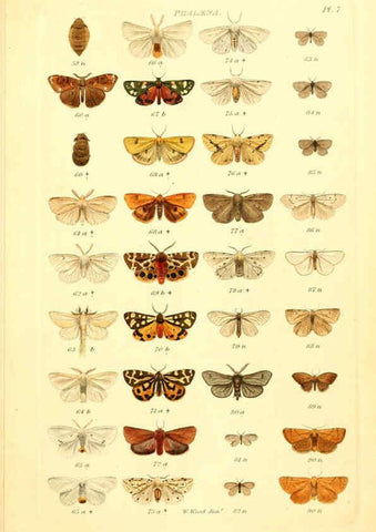 Reproducción/Reproduction 6055588915: Index entomologicus London :William Wood,1839