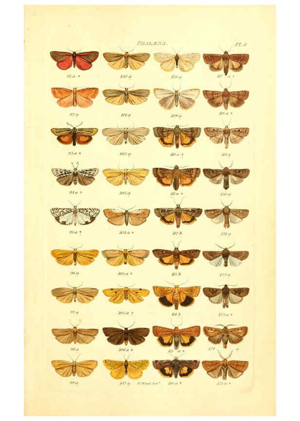 Reproducción/Reproduction 6056135546: Index entomologicus London :William Wood,1839