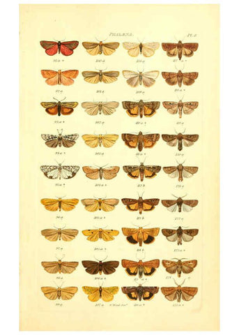 Reproducción/Reproduction 6056135546: Index entomologicus London :William Wood,1839