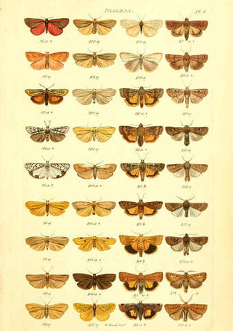 Reproducción/Reproduction 6056135546: Index entomologicus London :William Wood,1839