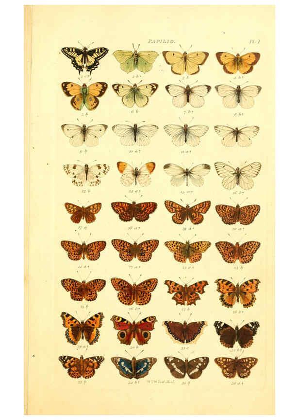 Reproducción/Reproduction 6055587363: Index entomologicus London :William Wood,1839