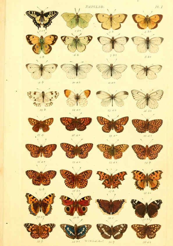 Reproducción/Reproduction 6055587363: Index entomologicus London :William Wood,1839