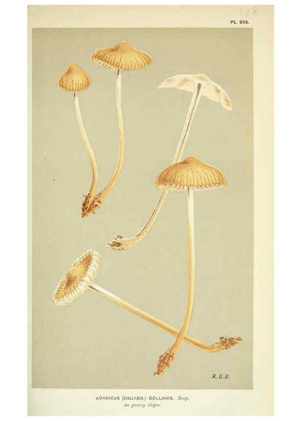 Reproducción/Reproduction 6056204650: Illustrations of British fungi (Hymenomycetes) London,Williams and Norgate,1881-91