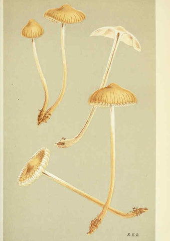 Reproducción/Reproduction 6056204650: Illustrations of British fungi (Hymenomycetes) London,Williams and Norgate,1881-91