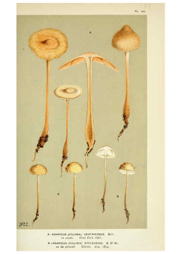 Reproducción/Reproduction 6056204850: Illustrations of British fungi (Hymenomycetes) London,Williams and Norgate,1881-91