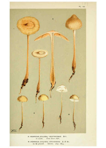 Reproducción/Reproduction 6056204850: Illustrations of British fungi (Hymenomycetes) London,Williams and Norgate,1881-91