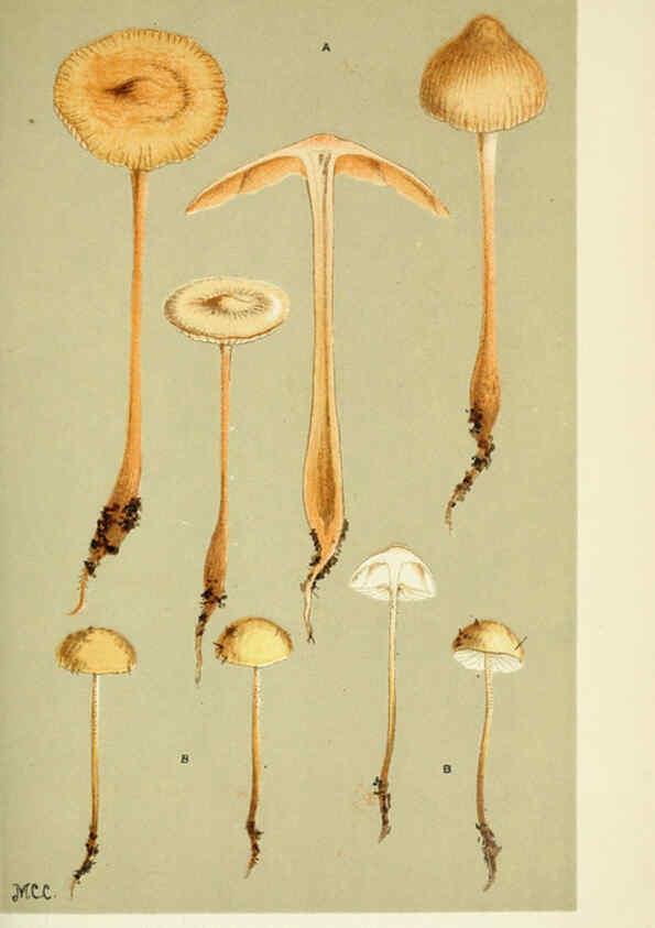 Reproducción/Reproduction 6056204850: Illustrations of British fungi (Hymenomycetes) London,Williams and Norgate,1881-91