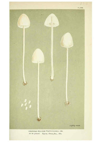 Reproducción/Reproduction 6055658015: Illustrations of British fungi (Hymenomycetes) London,Williams and Norgate,1881-91