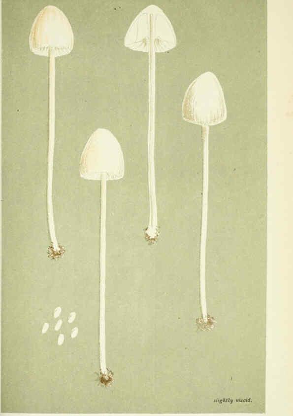 Reproducción/Reproduction 6055658015: Illustrations of British fungi (Hymenomycetes) London,Williams and Norgate,1881-91