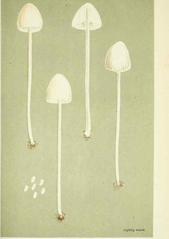Reproducción/Reproduction 6055658015: Illustrations of British fungi (Hymenomycetes) London,Williams and Norgate,1881-91