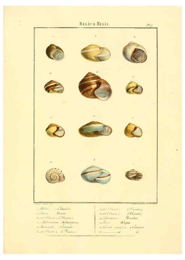 Reproducción/Reproduction 6055708041: Iconographie conchyliologique A Marseille :Chez Crévot, libraire ... ;1828