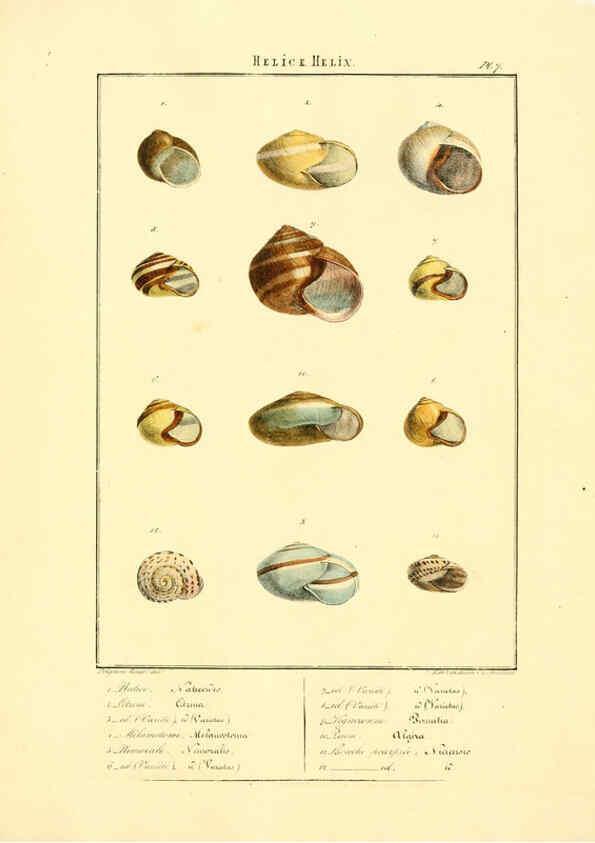 Reproducción/Reproduction 6055708041: Iconographie conchyliologique A Marseille :Chez Crévot, libraire ... ;1828