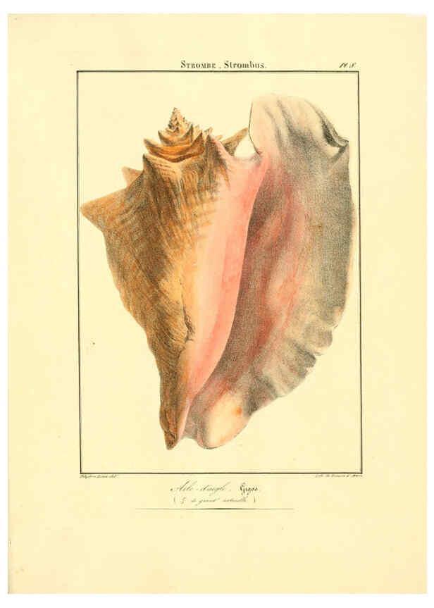 Reproducción/Reproduction 6056255368: Iconographie conchyliologique A Marseille :Chez Crévot, libraire ... ;1828