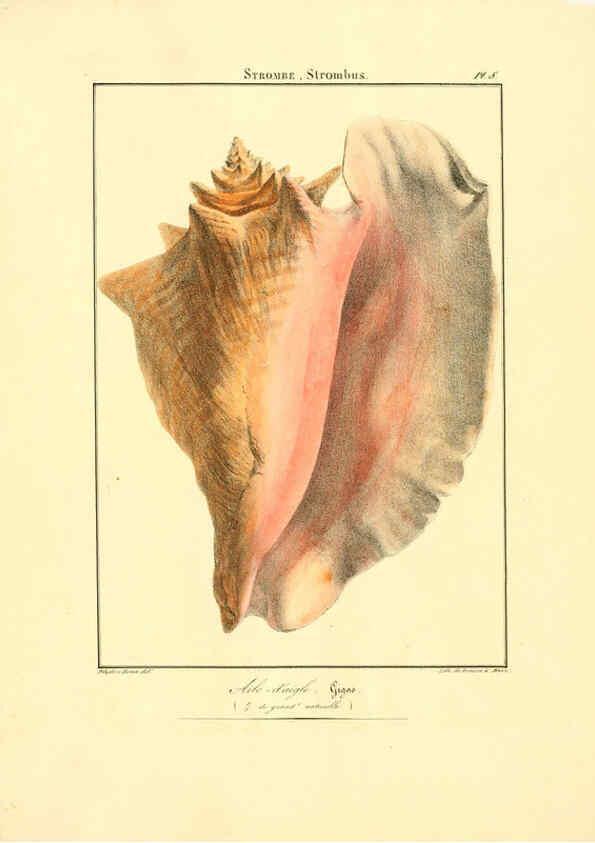 Reproducción/Reproduction 6056255368: Iconographie conchyliologique A Marseille :Chez Crévot, libraire ... ;1828