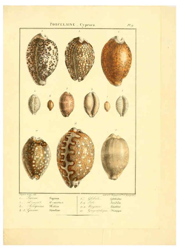 Reproducción/Reproduction 6055708839: Iconographie conchyliologique A Marseille :Chez Crévot, libraire ... ;1828