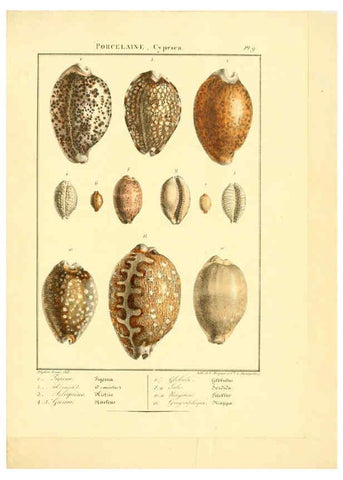 Reproducción/Reproduction 6055708839: Iconographie conchyliologique A Marseille :Chez Crévot, libraire ... ;1828