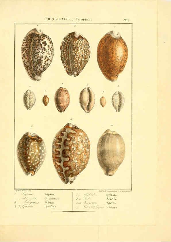 Reproducción/Reproduction 6055708839: Iconographie conchyliologique A Marseille :Chez Crévot, libraire ... ;1828