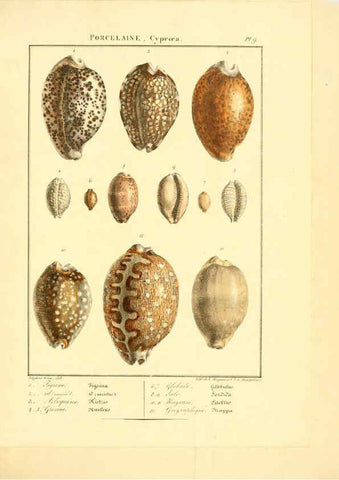 Reproducción/Reproduction 6055708839: Iconographie conchyliologique A Marseille :Chez Crévot, libraire ... ;1828