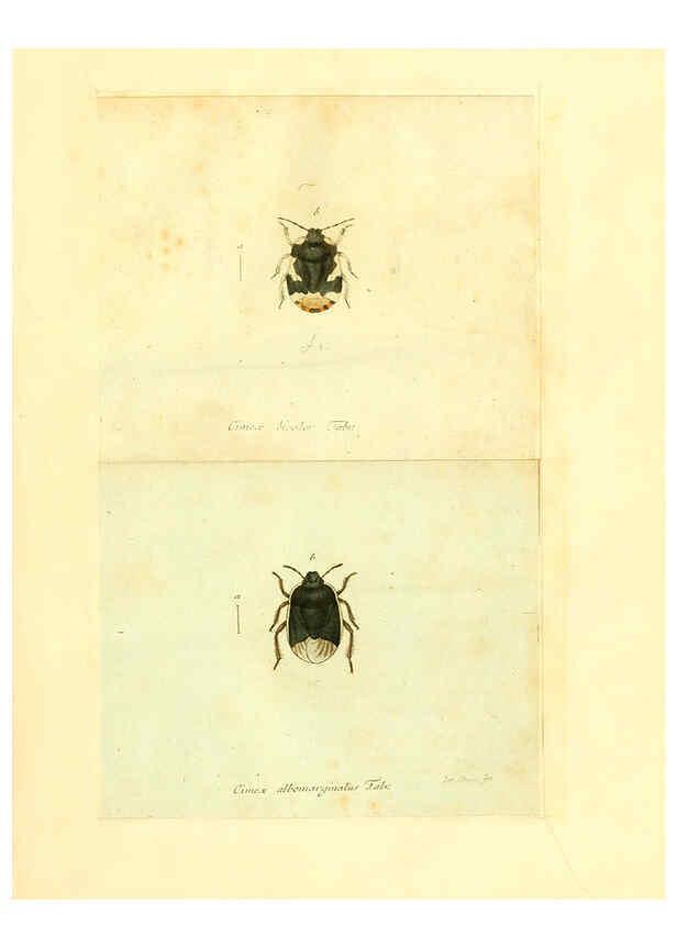 Reproducción/Reproduction 6055740021: Faunae insectorum Germanicae initia Nuremberg :Felsecker,1792-1823 