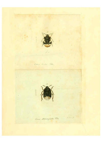 Reproducción/Reproduction 6055740021: Faunae insectorum Germanicae initia Nuremberg :Felsecker,1792-1823 