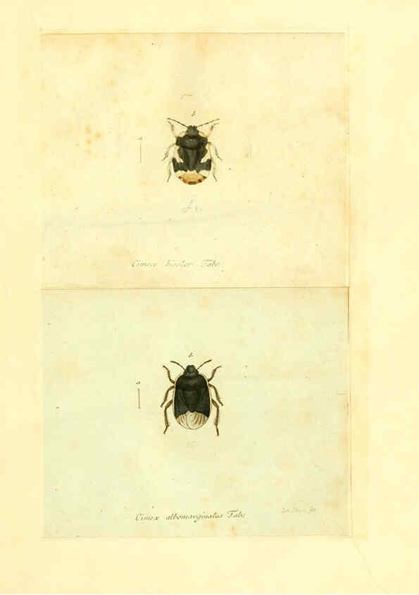 Reproducción/Reproduction 6055740021: Faunae insectorum Germanicae initia Nuremberg :Felsecker,1792-1823 