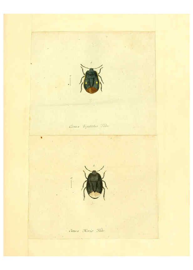 Reproducción/Reproduction 6055740493: Faunae insectorum Germanicae initia Nuremberg :Felsecker,1792-1823 