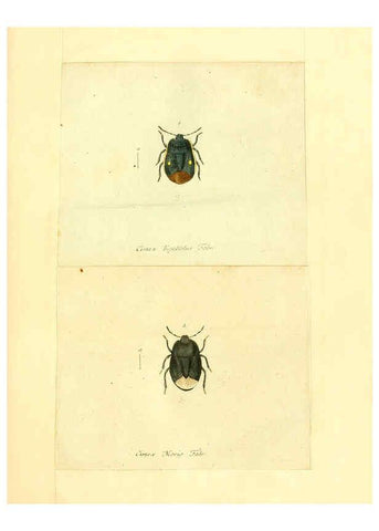 Reproducción/Reproduction 6055740493: Faunae insectorum Germanicae initia Nuremberg :Felsecker,1792-1823 