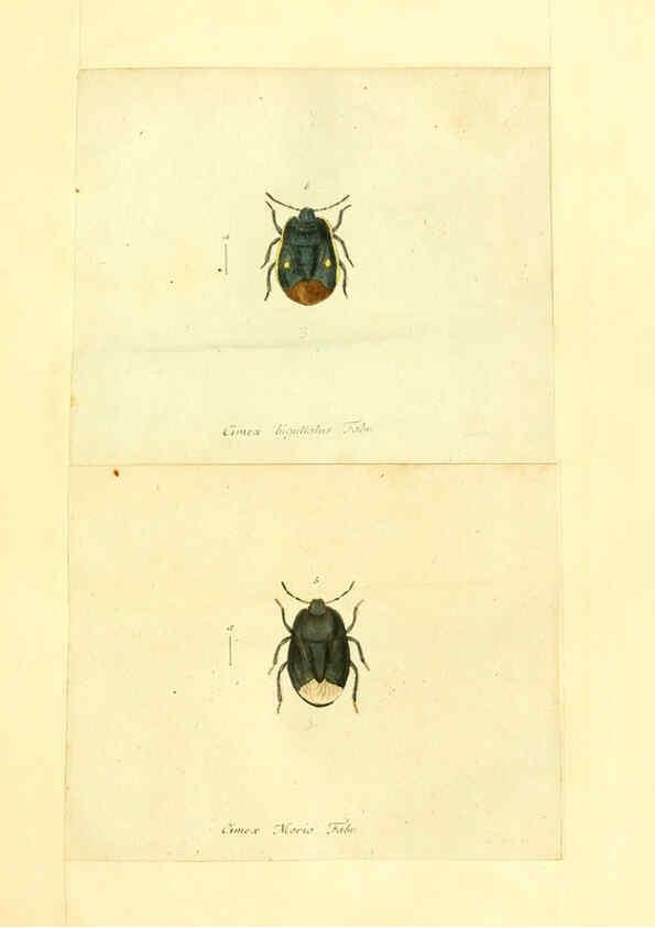 Reproducción/Reproduction 6055740493: Faunae insectorum Germanicae initia Nuremberg :Felsecker,1792-1823 
