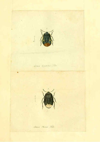 Reproducción/Reproduction 6055740493: Faunae insectorum Germanicae initia Nuremberg :Felsecker,1792-1823 