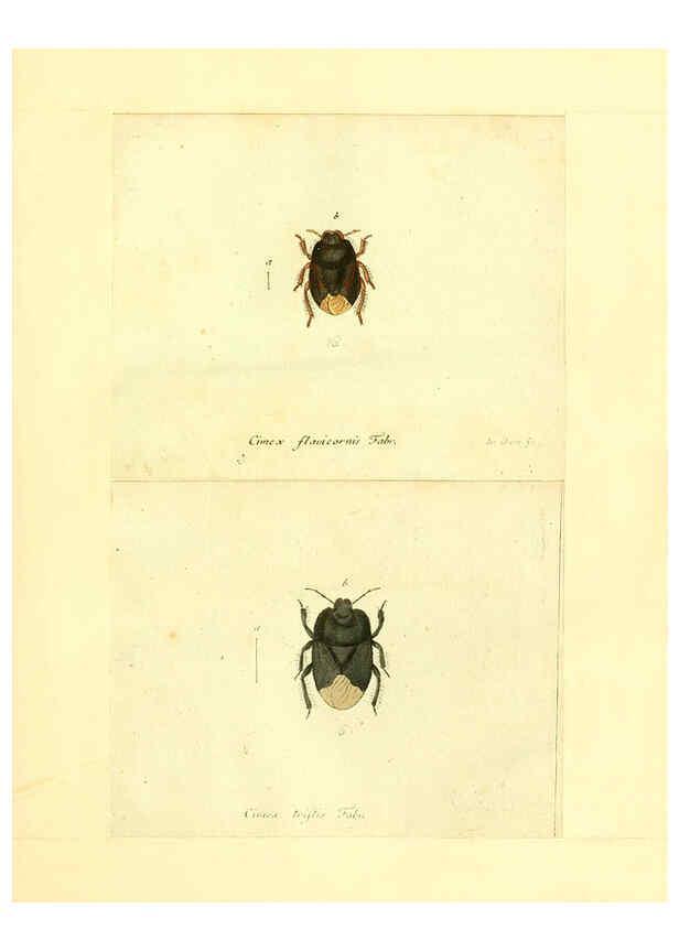 Reproducción/Reproduction 6056287350: Faunae insectorum Germanicae initia Nuremberg :Felsecker,1792-1823 