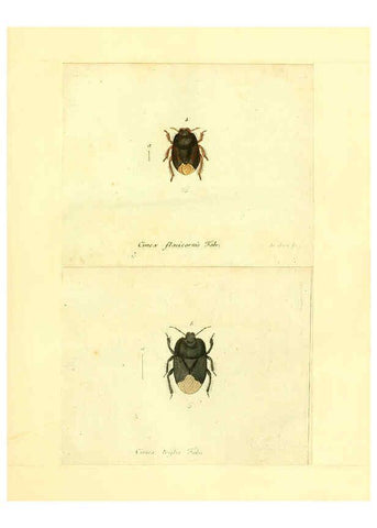 Reproducción/Reproduction 6056287350: Faunae insectorum Germanicae initia Nuremberg :Felsecker,1792-1823 