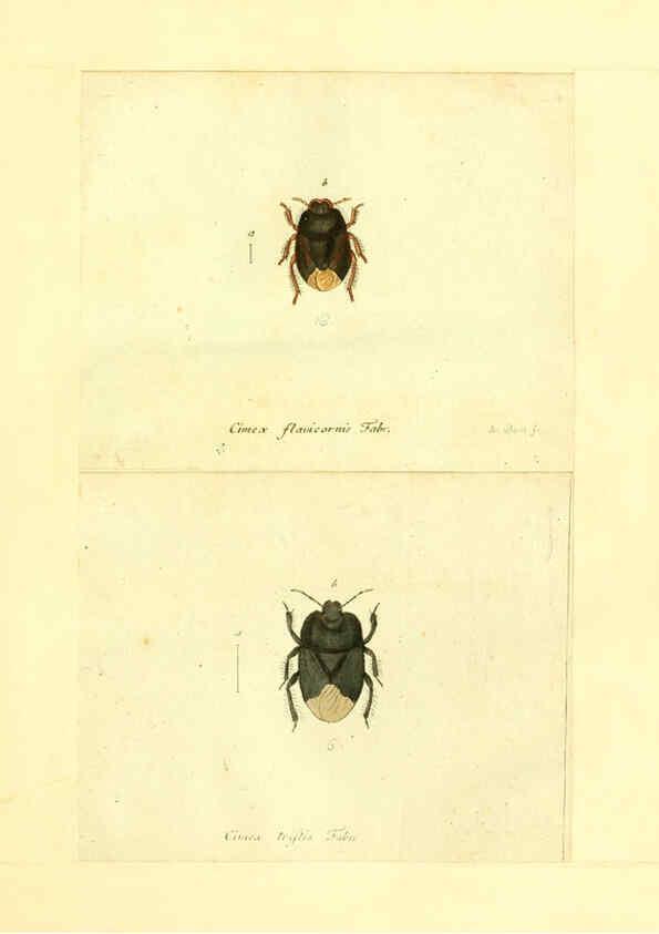 Reproducción/Reproduction 6056287350: Faunae insectorum Germanicae initia Nuremberg :Felsecker,1792-1823 