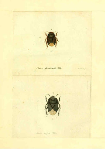 Reproducción/Reproduction 6056287350: Faunae insectorum Germanicae initia Nuremberg :Felsecker,1792-1823 