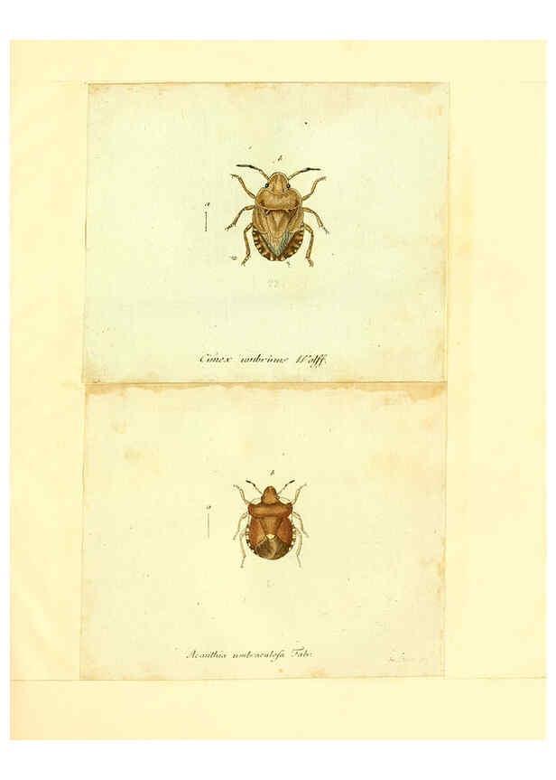 Reproducción/Reproduction 6056287578: Faunae insectorum Germanicae initia Nuremberg :Felsecker,1792-1823 