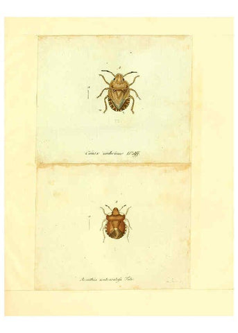 Reproducción/Reproduction 6056287578: Faunae insectorum Germanicae initia Nuremberg :Felsecker,1792-1823 