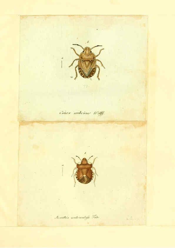 Reproducción/Reproduction 6056287578: Faunae insectorum Germanicae initia Nuremberg :Felsecker,1792-1823 