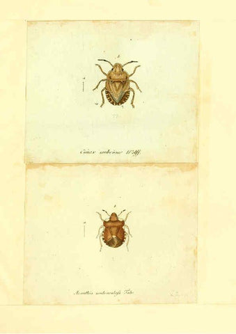 Reproducción/Reproduction 6056287578: Faunae insectorum Germanicae initia Nuremberg :Felsecker,1792-1823 