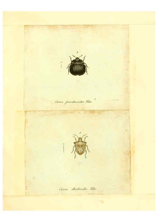 Reproducción/Reproduction 6056287914: Faunae insectorum Germanicae initia Nuremberg :Felsecker,1792-1823 