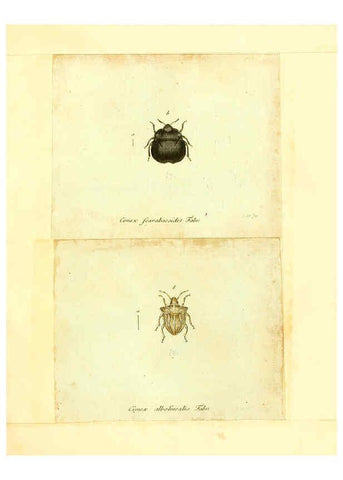 Reproducción/Reproduction 6056287914: Faunae insectorum Germanicae initia Nuremberg :Felsecker,1792-1823 