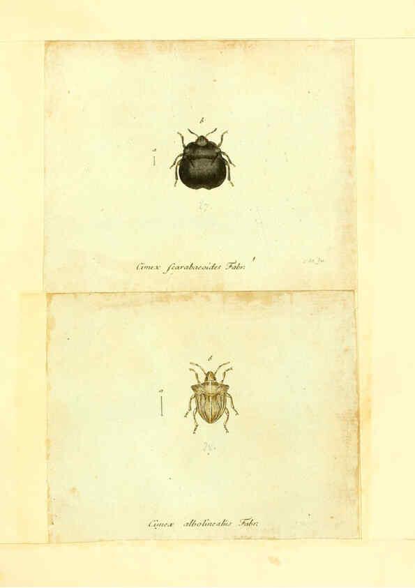 Reproducción/Reproduction 6056287914: Faunae insectorum Germanicae initia Nuremberg :Felsecker,1792-1823 