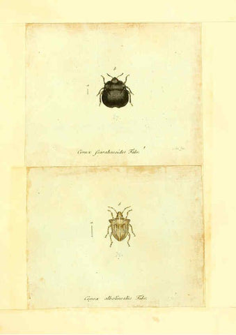Reproducción/Reproduction 6056287914: Faunae insectorum Germanicae initia Nuremberg :Felsecker,1792-1823 