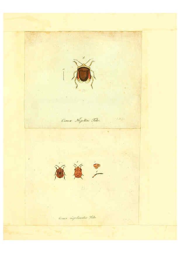 Reproducción/Reproduction 6056288242: Faunae insectorum Germanicae initia Nuremberg :Felsecker,1792-1823 