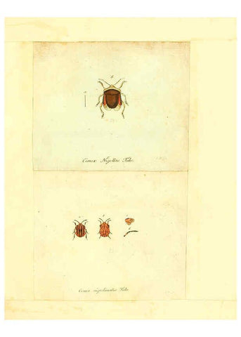 Reproducción/Reproduction 6056288242: Faunae insectorum Germanicae initia Nuremberg :Felsecker,1792-1823 