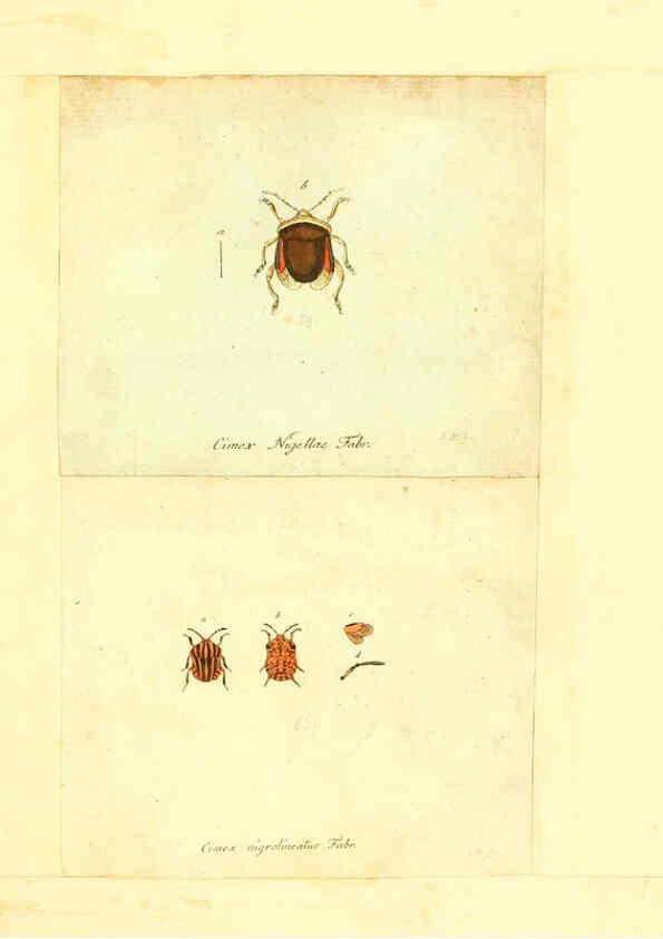 Reproducción/Reproduction 6056288242: Faunae insectorum Germanicae initia Nuremberg :Felsecker,1792-1823 